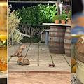 Where foxes roam and tradition lives on: dining at "il Frescale" in Tramonti