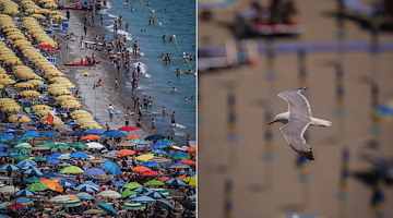 Vietri Sul Mare, the first summer Sunday with the watchful seagull