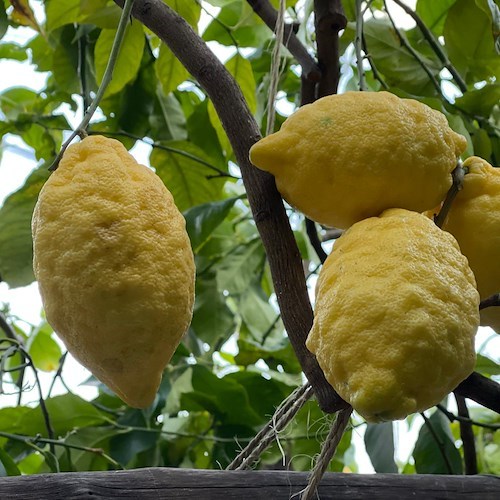 Lemons from Amalfi<br />&copy; Massimiliano D'Uva