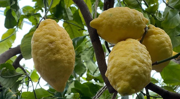 Amalfi Coast Lemon: a unique fruit born between Sea and Sky